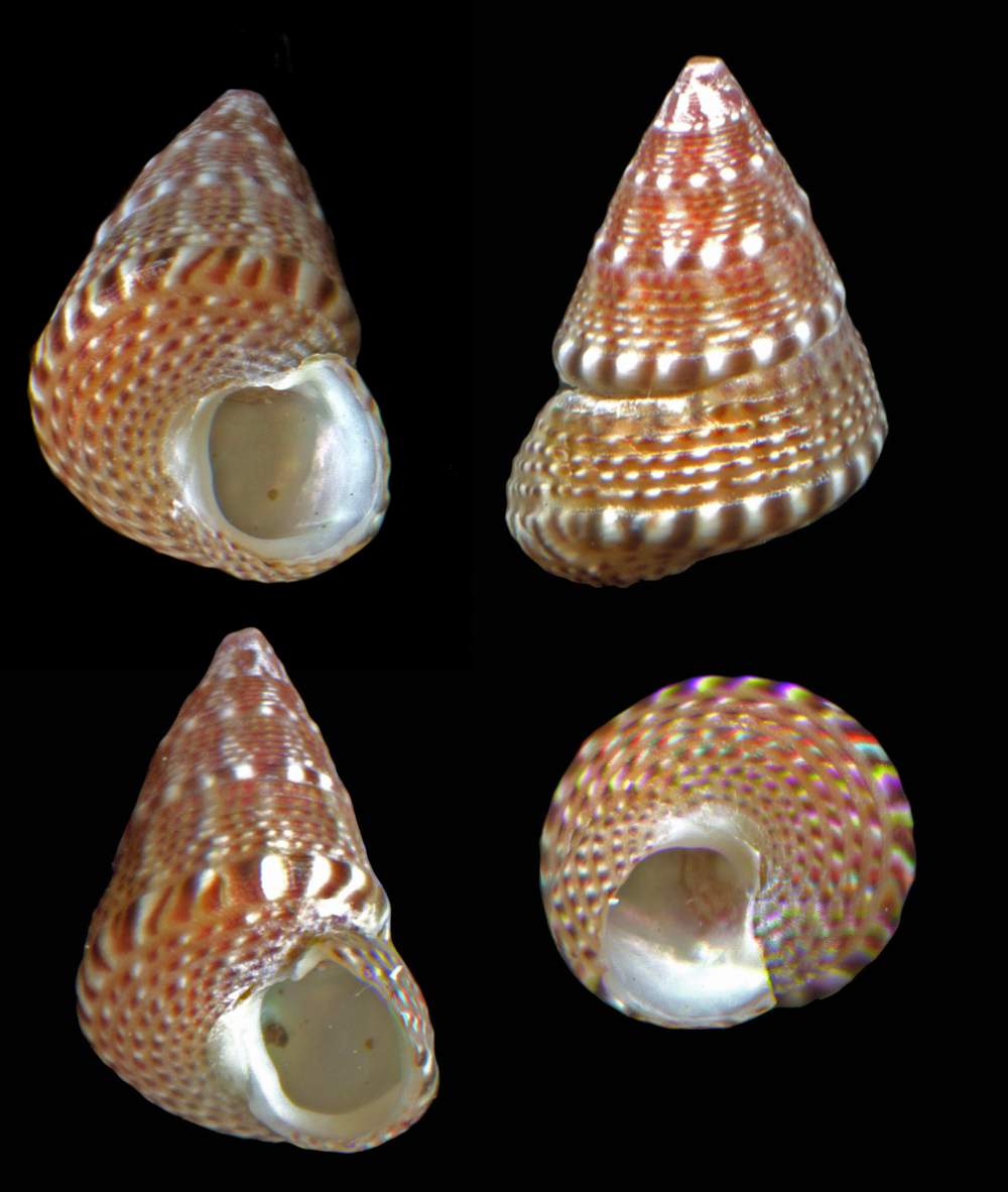 Trochidae Jujubinus mm7x5